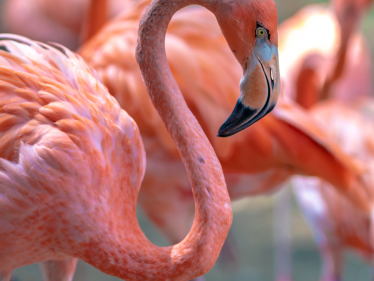 Chester Zoo